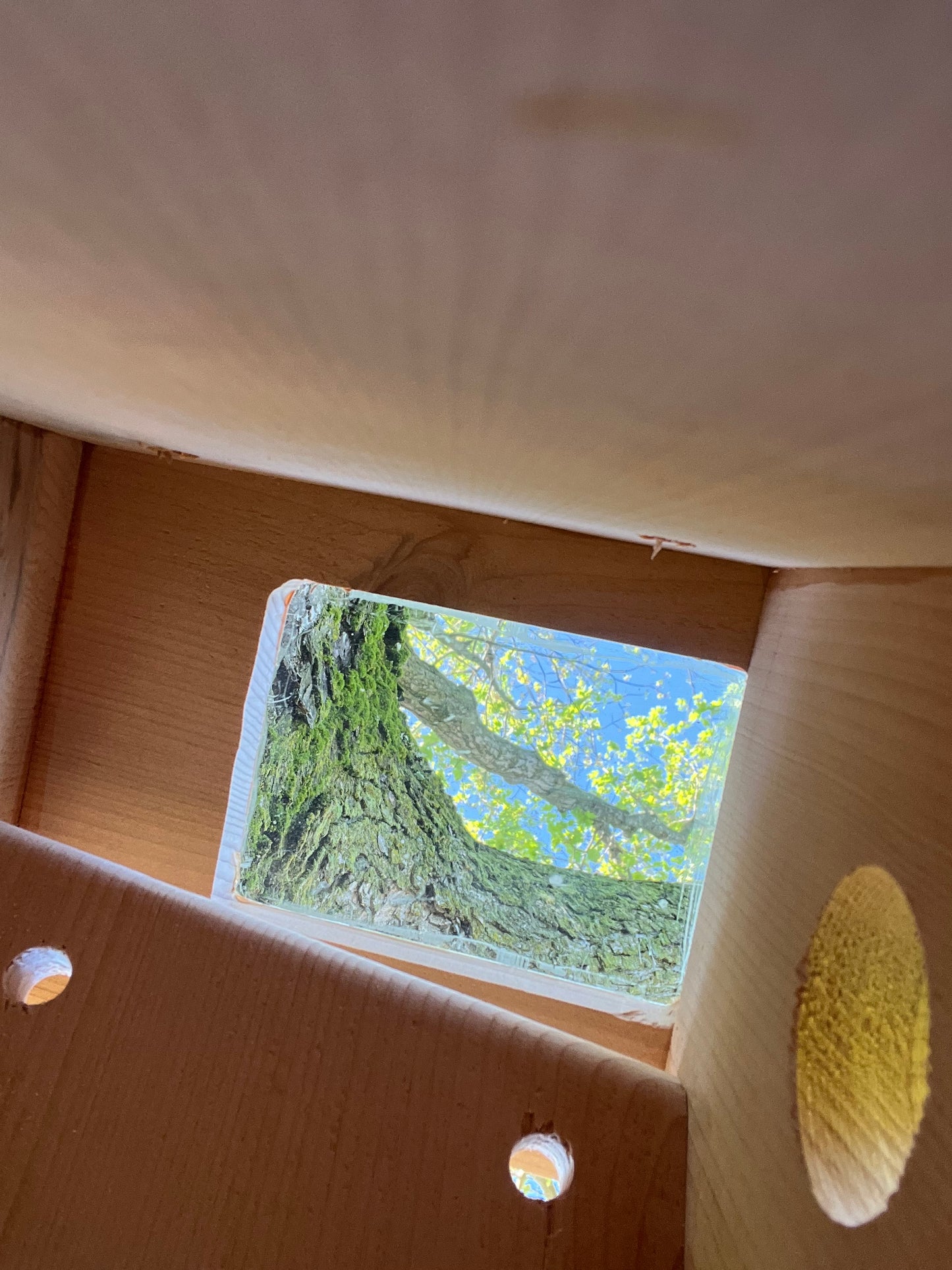 Bluebird Nesting Box with House Sparrow Deterrent