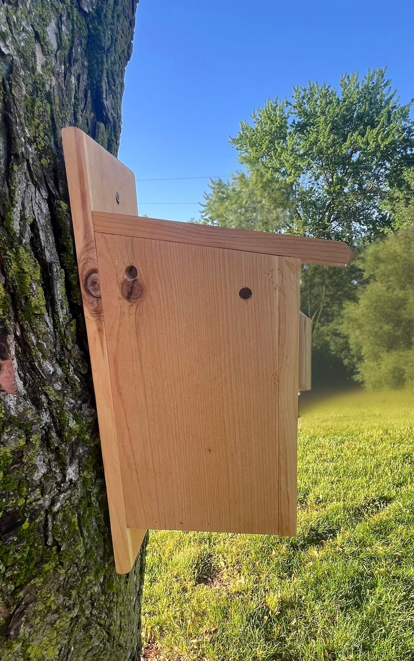 Bluebird Nesting Box with House Sparrow Deterrent